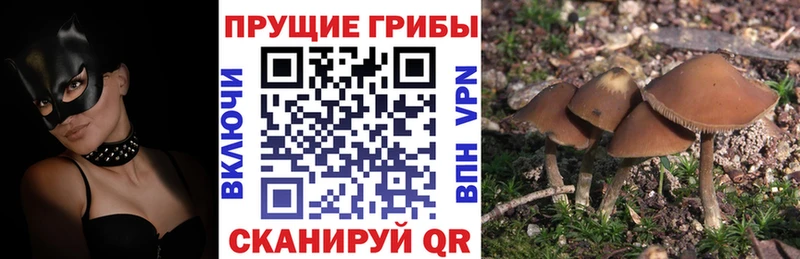 как найти закладки  Барнаул  Псилоцибиновые грибы Cubensis 